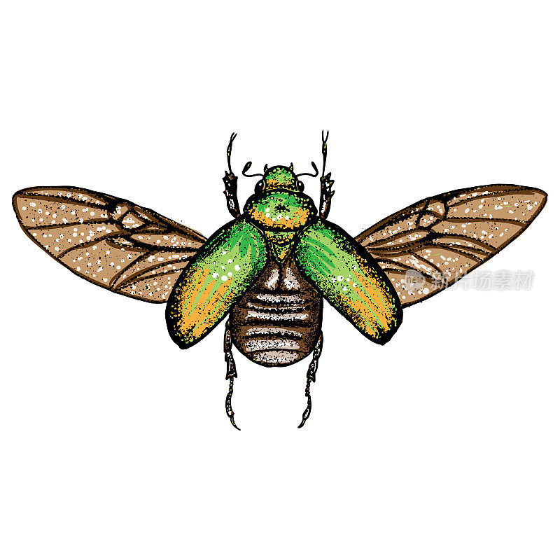 Insect stipple drawing isolated in color for Halloween. Insects and bug beetle in trendy colourful embroidery stippling and hatching, shading style. Vector.